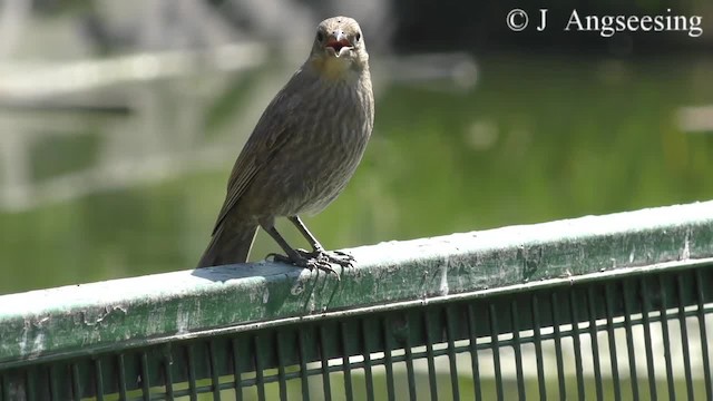 gulvingetrupial - ML200777261