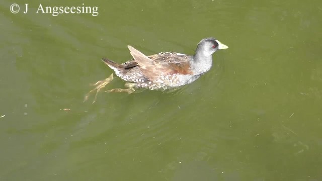 Spot-flanked Gallinule - ML200777281