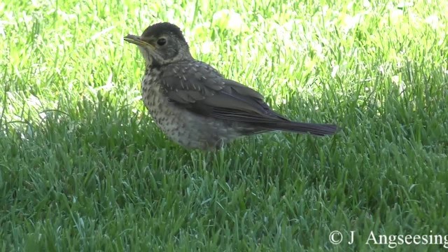 Магелланов дрозд (magellanicus/pembertoni) - ML200777321