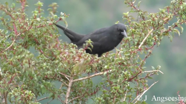 Austral Blackbird - ML200777371