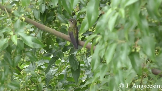 Green-backed Firecrown - ML200777381