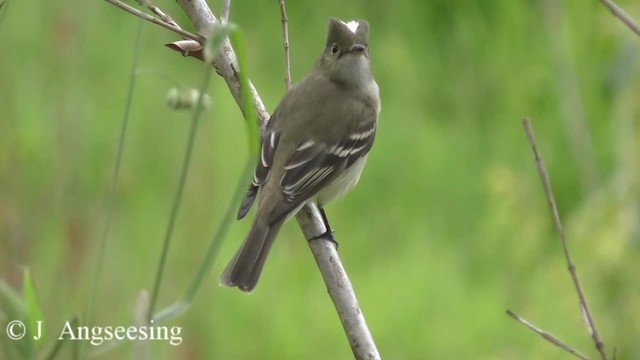 White-crested Elaenia (Chilean) - ML200777391