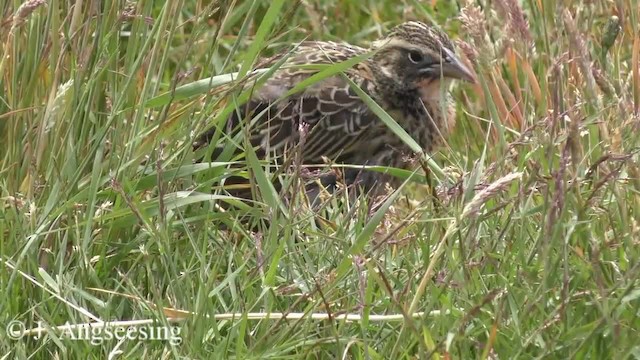 Long-tailed Meadowlark - ML200777531