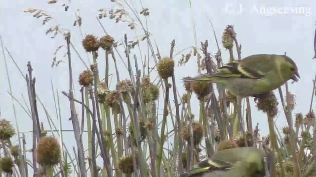 Black-chinned Siskin - ML200777561