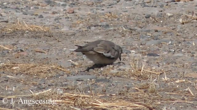 Picui Ground Dove - ML200777581