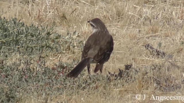 Patagonian Mockingbird - ML200777601