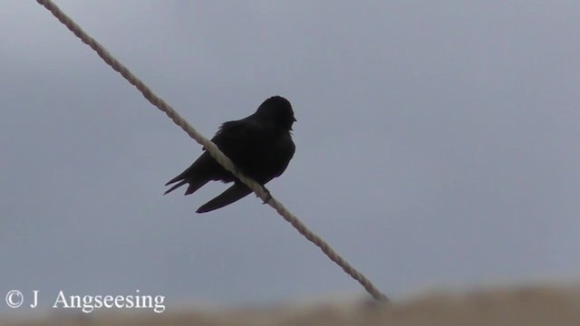 Golondrina Sureña - ML200777701