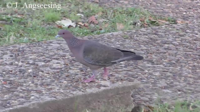 Picazuro Pigeon - ML200777781