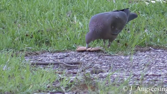 Picazuro Pigeon - ML200777811