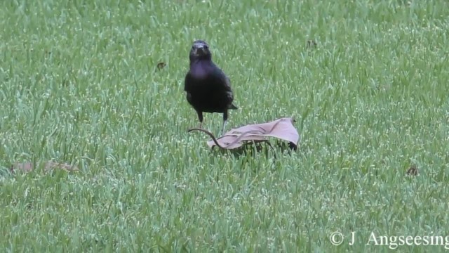 Screaming Cowbird - ML200777821