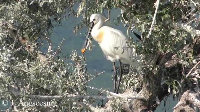 Eurasian Spoonbill - ML200777871