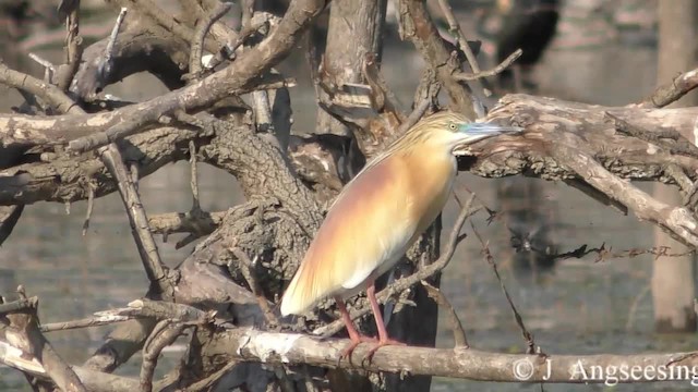 Squacco Heron - ML200777881