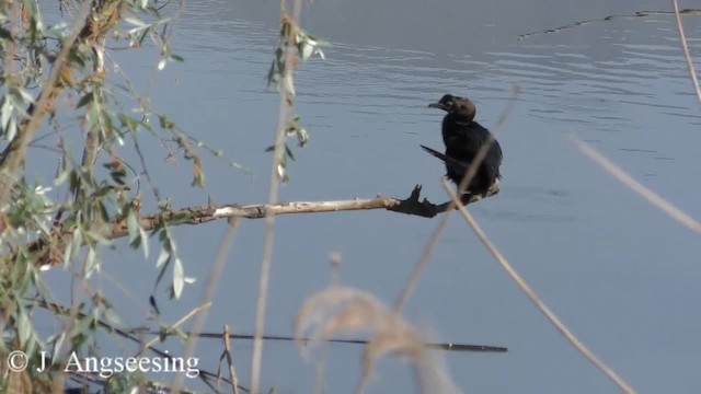 Pygmy Cormorant - ML200777921