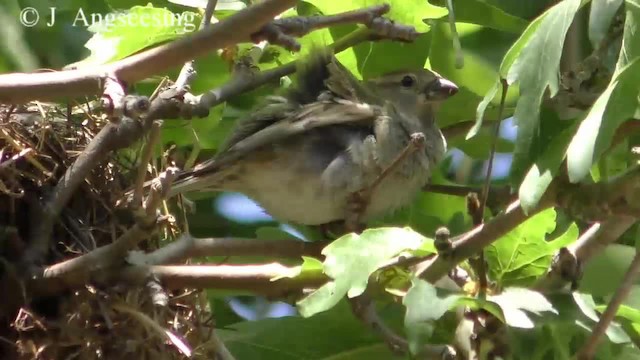 Spanish Sparrow - ML200777971