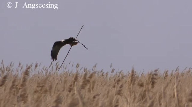 Western Marsh Harrier - ML200778031