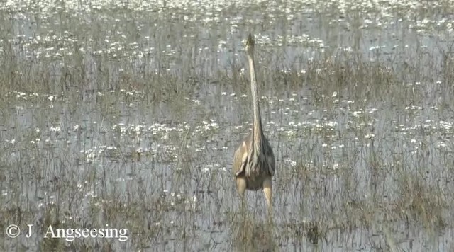 Purple Heron (Purple) - ML200778061