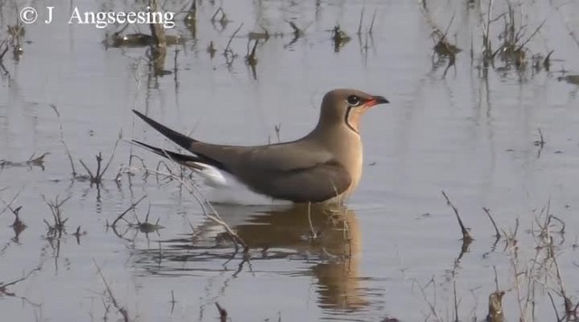 Collared Pratincole - ML200778081