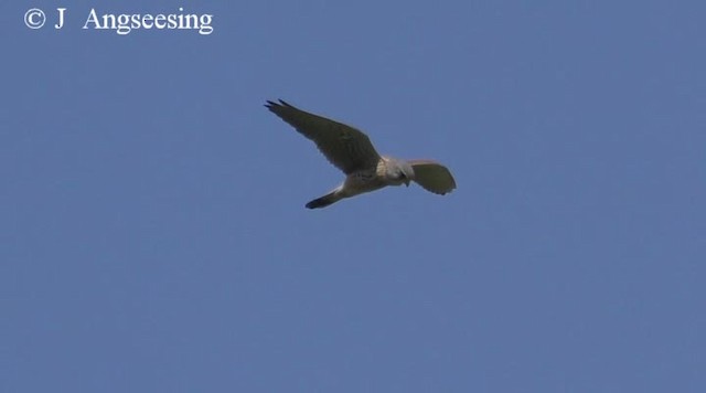 Eurasian Kestrel (Eurasian) - ML200778101