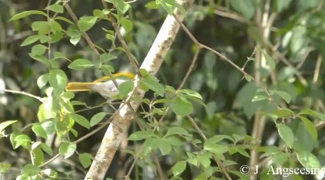 Black-crowned Palm-Tanager - ML200778161