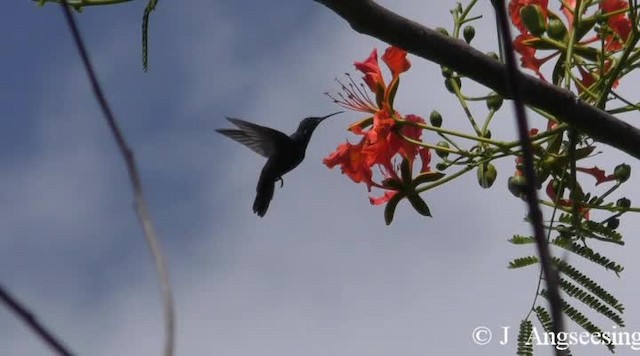 Hispaniolan Mango - ML200778201