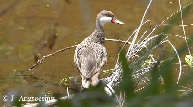 White-cheeked Pintail (White-cheeked) - ML200778261