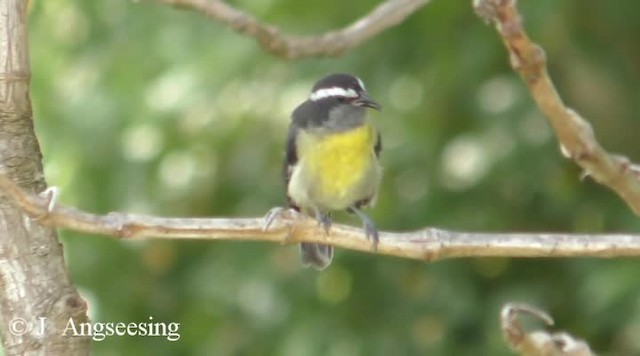 Bananaquit (Greater Antillean) - ML200778291