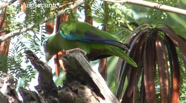 Amazona de la Española - ML200778341