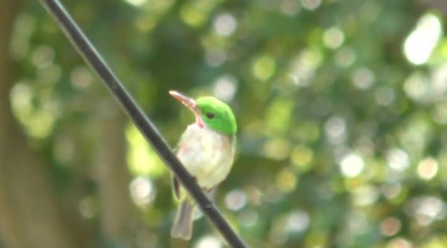 Broad-billed Tody - ML200778361