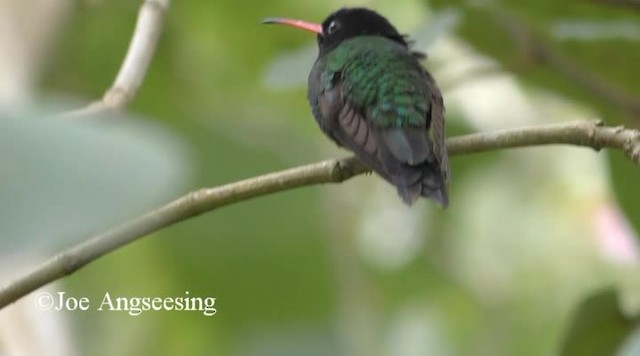 Red-billed Streamertail - ML200778401