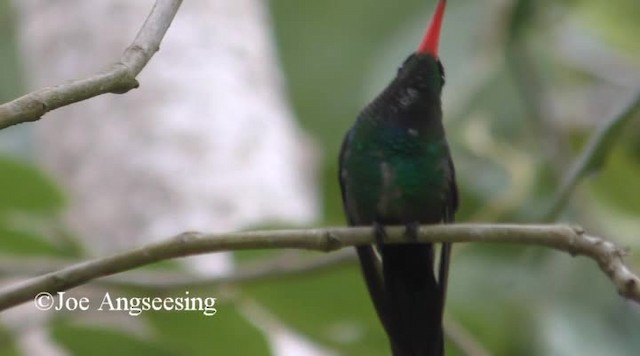 Red-billed Streamertail - ML200778411