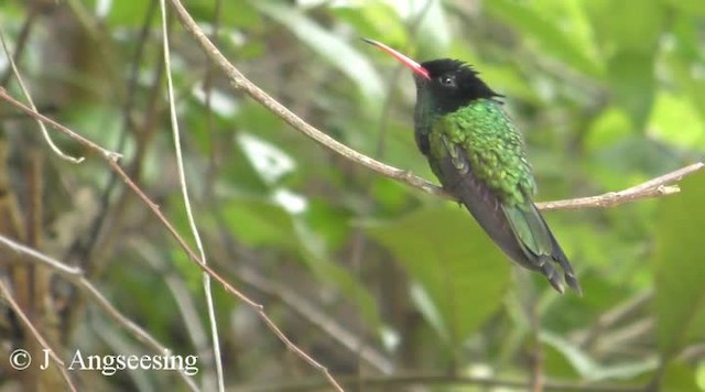 Red-billed Streamertail - ML200778431