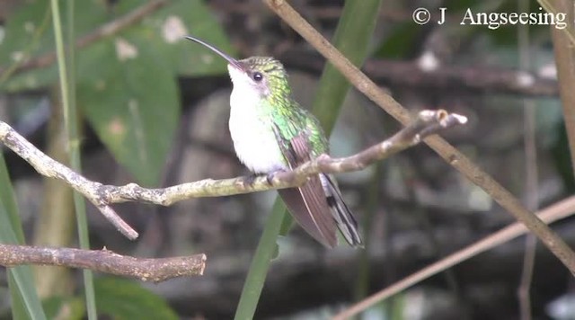 Red-billed Streamertail - ML200778441