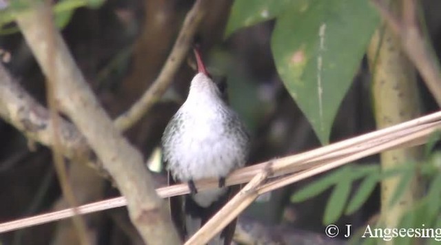 Red-billed Streamertail - ML200778451