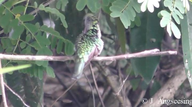 Red-billed Streamertail - ML200778471