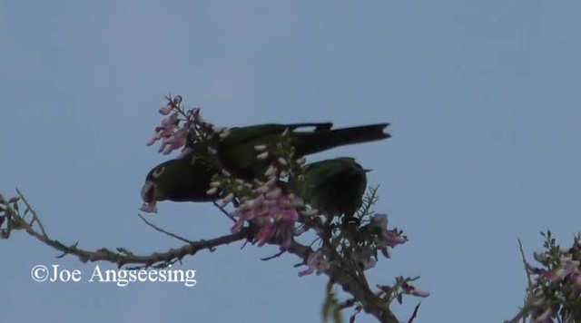 aratinga jamajský (ssp. nana) - ML200778481