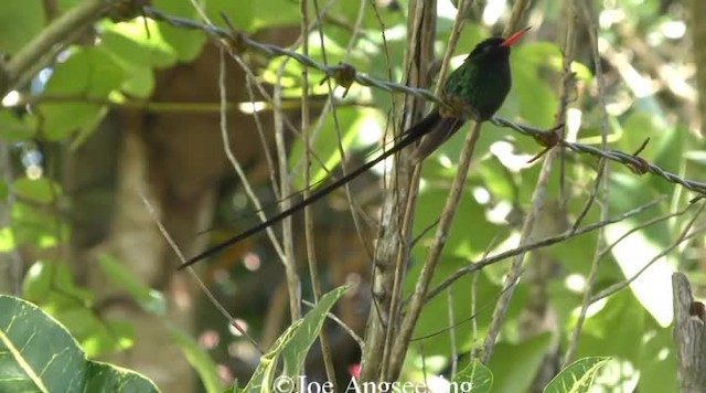 Red-billed Streamertail - ML200778491