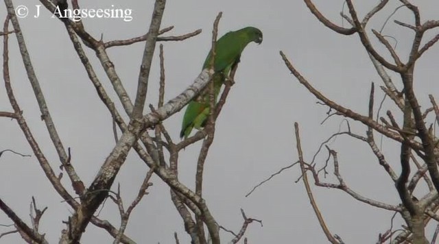 Black-billed Amazon - ML200778501