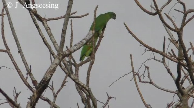 Black-billed Parrot - ML200778501