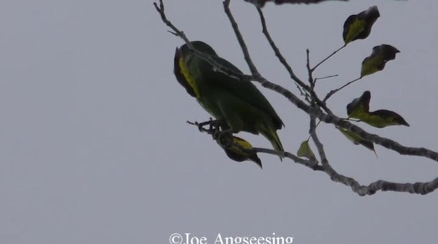 Black-billed Parrot - ML200778511