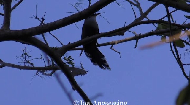 Chestnut-bellied Cuckoo - ML200778601