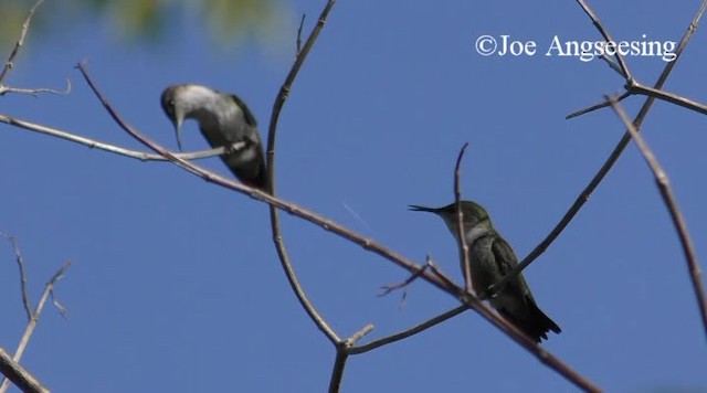 Colibrí Zumbadorcito - ML200778631