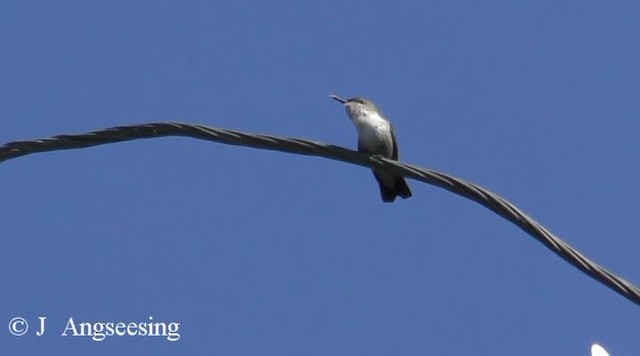 Vervain Hummingbird - ML200778641