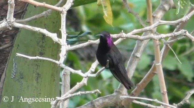 kolibřík jamajský - ML200778661