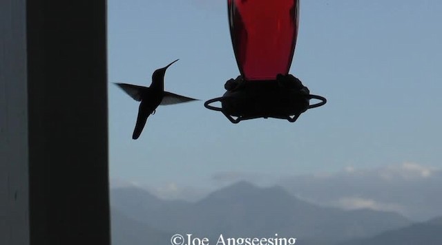 kolibřík jamajský - ML200778671