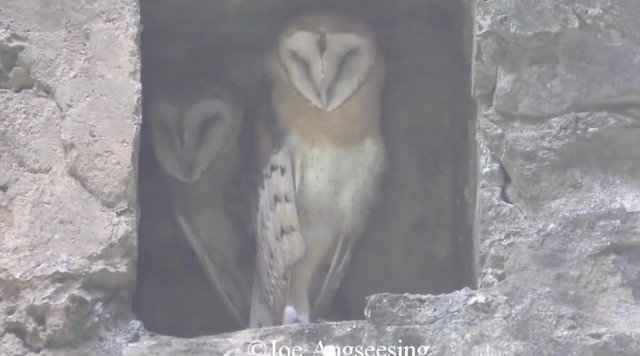 Barn Owl (White-winged) - ML200778681