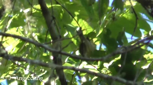 Vireo Jamaicano - ML200778691