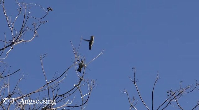 Vervain Hummingbird - ML200778701