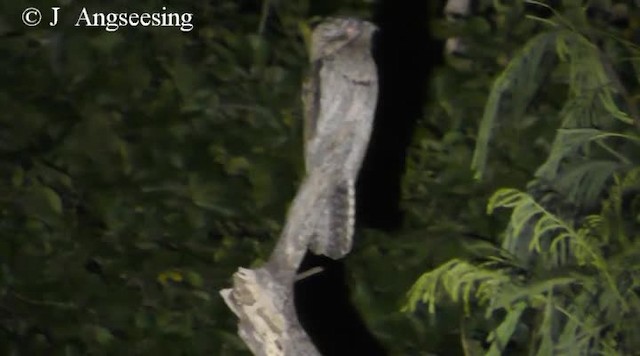 Northern Potoo (Caribbean) - ML200778711