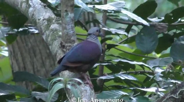 Crested Quail-Dove - ML200778761