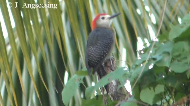 Jamaican Woodpecker - ML200778801